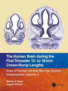 Human Brain during the First Trimester 15- to 18-mm Crown-Rump Lengths
