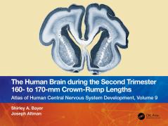 Human Brain during the Second Trimester 160– to 170–mm Crown-Rump Lengths
