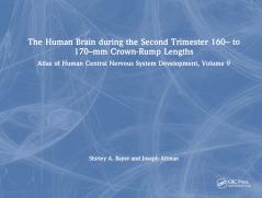 Human Brain during the Second Trimester 160– to 170–mm Crown-Rump Lengths