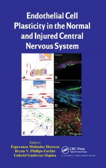 Endothelial Cell Plasticity in the Normal and Injured Central Nervous System