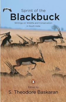 Sprint of The Blackbuck