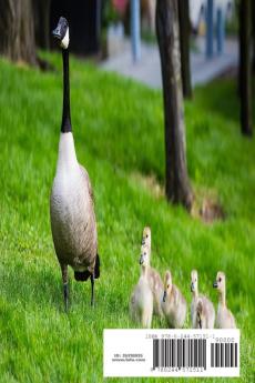 Grass Miracle from the Earth