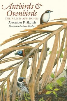 Antbirds and Ovenbirds