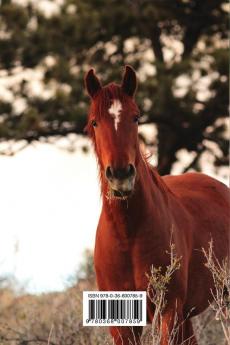 Kid's Equine Photography Book: Volume One