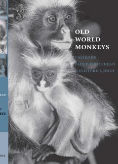 Old World Monkeys