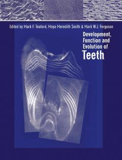 Development Function and Evolution of Teeth