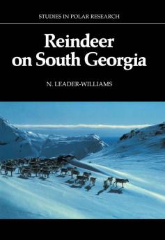 Reindeer on South Georgia