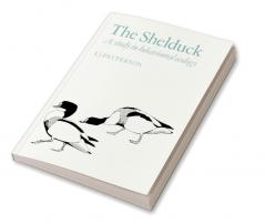 The Shelduck