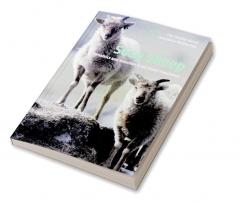 Soay Sheep