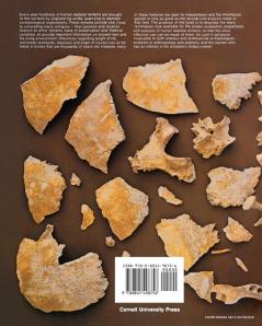 Digging Up Bones