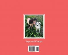 My Name is Sugar