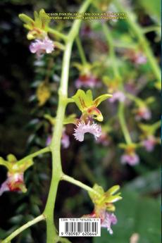 Photo Intro to: Vandoid Orchid Genera in Asia