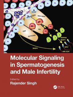 Molecular Signaling in Spermatogenesis and Male Infertility