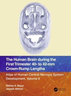 Human Brain during the First Trimester 40- to 42-mm Crown-Rump Lengths