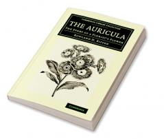 The Auricula