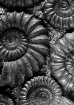 The Serpent's Egg ~ And Other Tales of Darkness