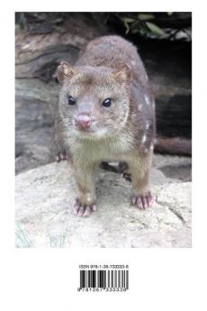 Carnivorous Marsupials - Caring for: a guide to keeping Dunnarts Quolls Antechinus & more