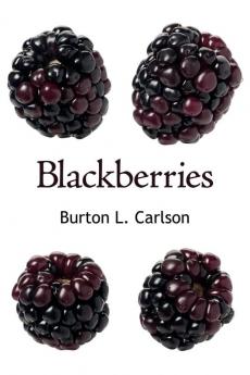 Blackberries