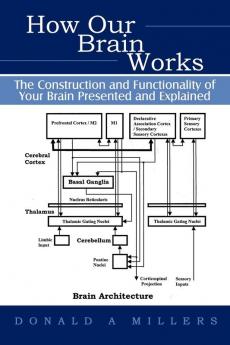 How Our Brain Works