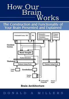 How Our Brain Works