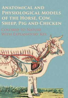 Anatomical and Physiological Models of the Horse Cow Sheep Pig and Chicken - Colored to Nature - With Explanatory Key