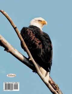 THE BALD EAGLE