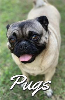 Pugs Photo Book for Writing and Note Taking: Writing Pad with Pug Pictures Dog Lover Gifts