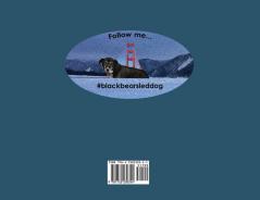 Black Bear Goes to San Francisco