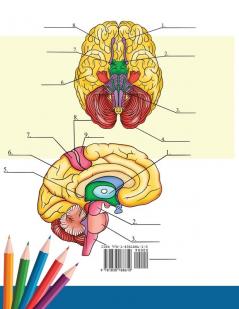 Neuroanatomy Coloring Book