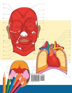 Neuroanatomie + Anatomie und Physiologie Malbuch: 2-in-1-Sammlungssatz Unglaublich detailliertes Arbeitsheft mit Selbsttestfarben für Studium und Entspannung