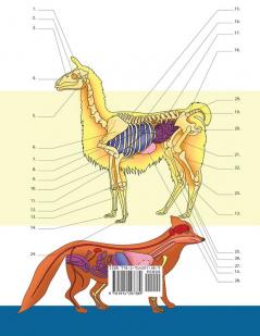 Libro Para Colorear de Veterinaria & Zoología: 2-en-1 Compilación Libro de Colores de Anatomía Animal de Autoevaluación Muy Detallado El Regalo ... Veterinarios y Amantes de los Animales