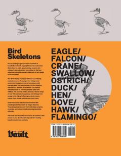 Bird Skeletons: Copyright-Free Images for Artists & Designers