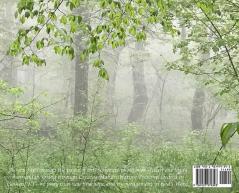 One Foggy Morning in Spring