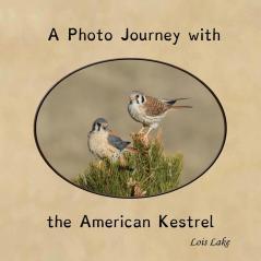 A Photo Journey with the American Kestrel