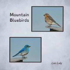 Mountain Bluebirds