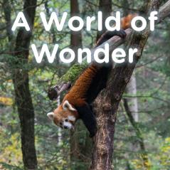 A World of Wonder