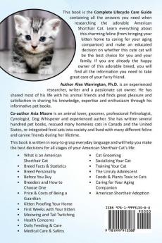 American Shorthair Cat: From bringing your kitten home to comforting your senior age companion