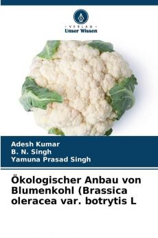 ��kologischer Anbau von Blumenkohl (Brassica oleracea var. botrytis L