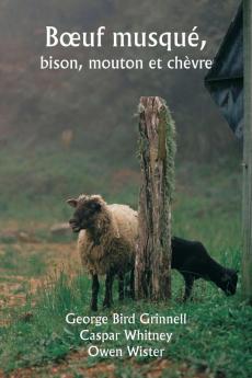 Bœuf musqué  bison mouton et chèvre