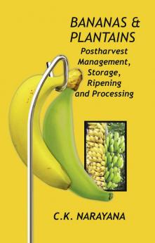 Bananas And Plantains: Postharvest Management,Storage,Ripening And Processing