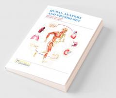 Human Anatomy And Physiology