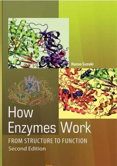 How Enzymes Work