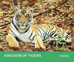 Kingdom of Tigers - Tadoba
