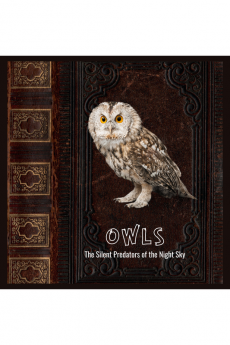 Owls: The Silent Predators of the Night Sky