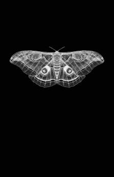 All The Words I Dare Not Speak