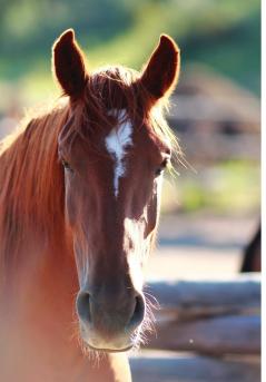 Kid's Equine Photography Book