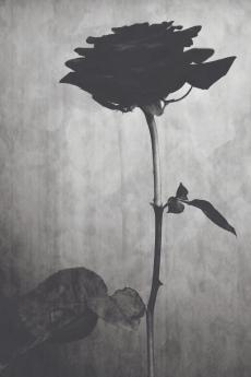 The Curse of the Black Rose