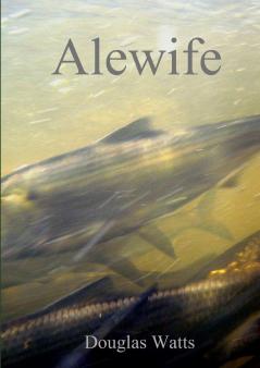 Alewife