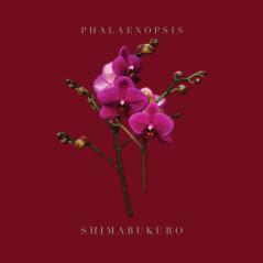 PHALAENOPSIS_SHIMABUKURO