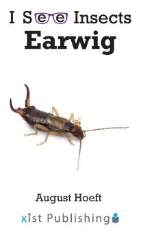 Earwig